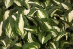 6089-hostas-gruen-weiss-nah