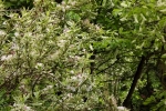 6090-rosa-bluehender-baum