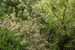 6091-rosa-bluehender-baum