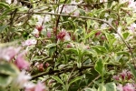 6093-rosa-bluehender-baum