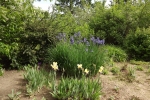 6096-blueten