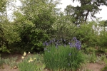 6101-blueten