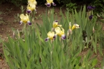 6102-bunte-blueten