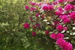 6111-rhododendron-blueten