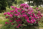 6114-rhododendron-blueten