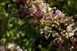 6136-rosa-blueten-nah-makro