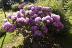 6146-bluehender-rhododendron