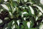 6154-hostas