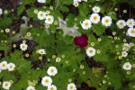 6237-lila-leuchtende-blueten-weisse-blueten