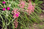 6262-rosa-und-lila-blueten-gruen