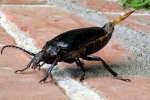 Saegebock-mit-legebohrer