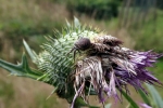 distel-mit-spinne