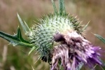 distel