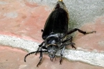 großer-schwarzer-kaefer