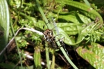 spinne-am-staengel