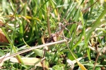 spinne-im-grass