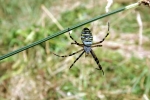 spinne-im-netz