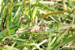 spinne-rennt-durchs-grass