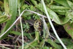 spinne-seite spinne-seite