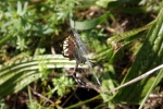 spinne-spinnt-netz