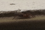 spinne spinne