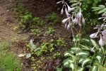 6296-bluehende-hostas