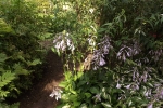6297-bluehende-hostas 6297-bluehende-hostas