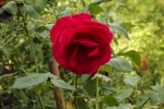 6301-rote-rose-nahaufnahme