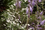 6302-bluehende-hostas