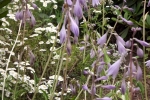 6303-bluehende-hostas
