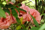 6305-rosa-rosen