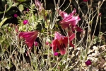 6335-lilien