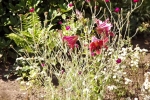 6336-lilien