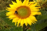 6347-sonnenblume-mit-hummel
