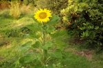 6351-sonnenblume