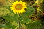 6352-sonnenblume