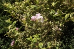 6362-rosa-bueten-strauch