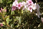 6363-rosa-bueten-strauch