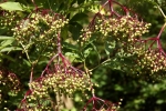 6365-gruene-hollunderbeeren