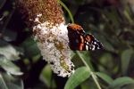 6412-schmetterlingsflieder-bluete-mit-schmetterling