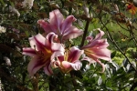 6416-lilien