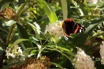 6417-schmetterlingsflieder-bluete-mit-schmetterling