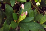 6455-aufbluehende-knospen-rohdodendron