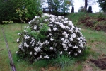 rhododendron-auf-wiese