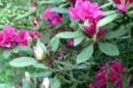 rhododendron-bluehten