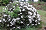 rhododendron-busch