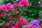 rhododendron-flieder