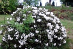 weisser-rhododendron