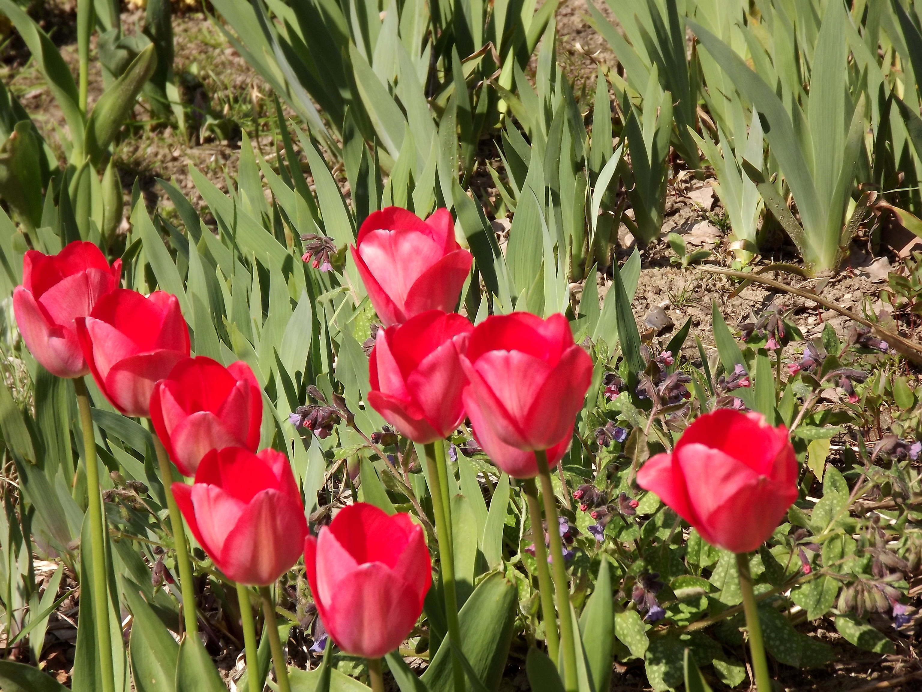 8539-tulpen-rot-zwei-reihen