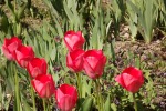 8539-tulpen-rot-zwei-reihen